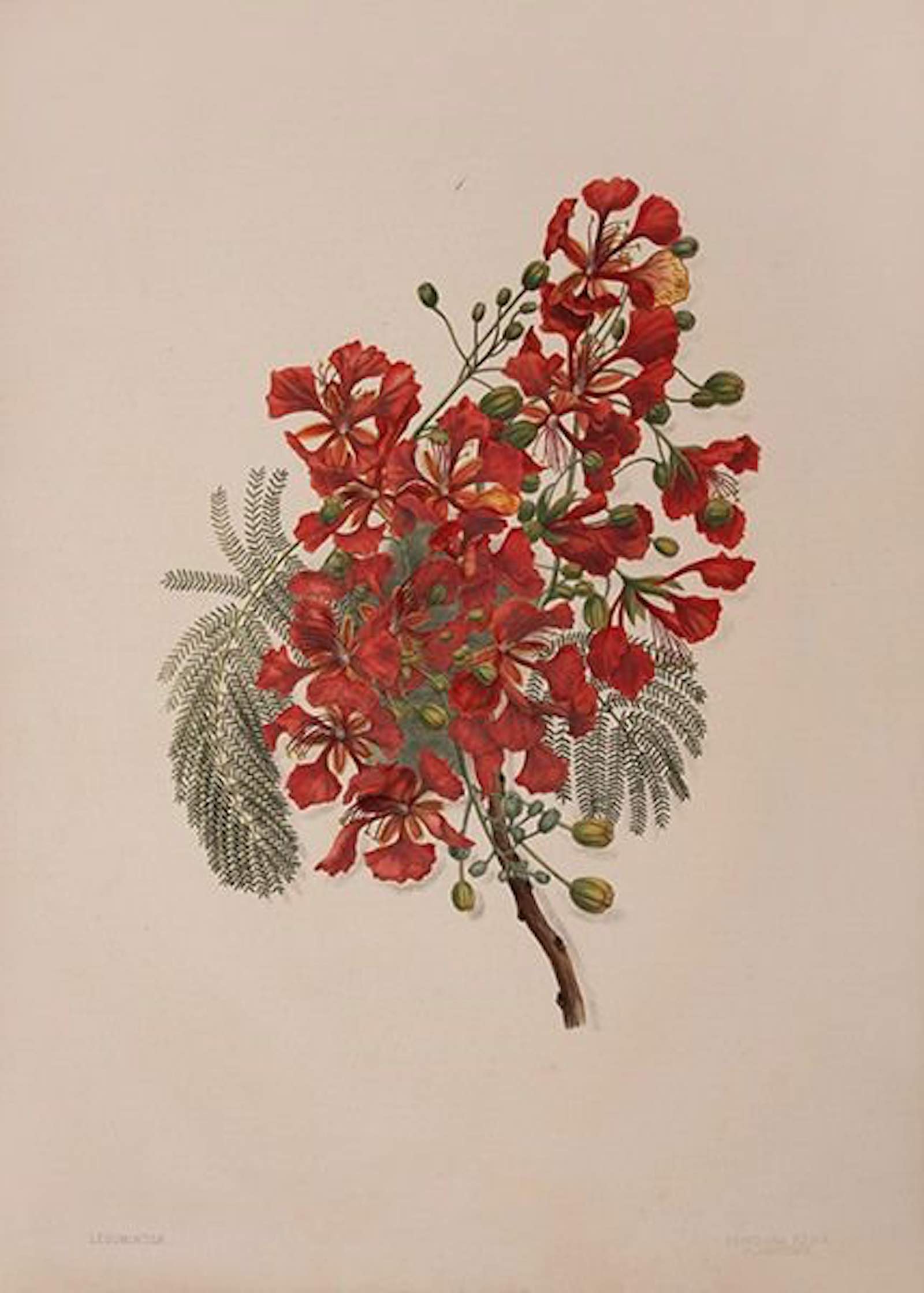 Brazilian Flowers by E(dith) H(olland) Norton