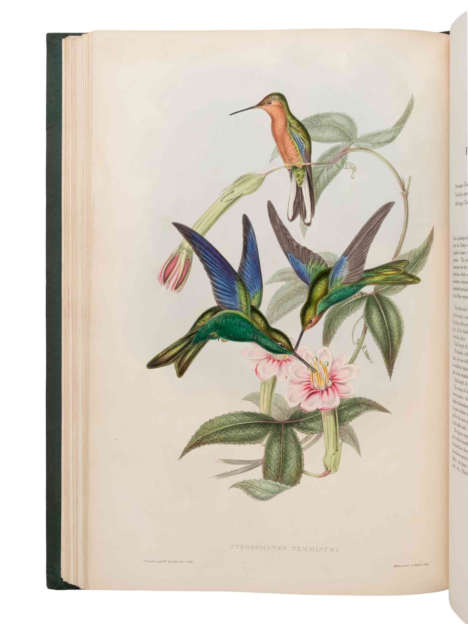 John Gould, A Monograph of Trochilidae