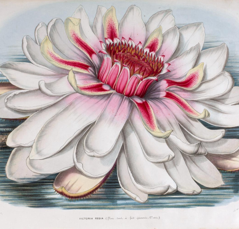 Illustration of the flowering "Victoria regia" from Planchon and Van Houtte's 1850–1851 publication.